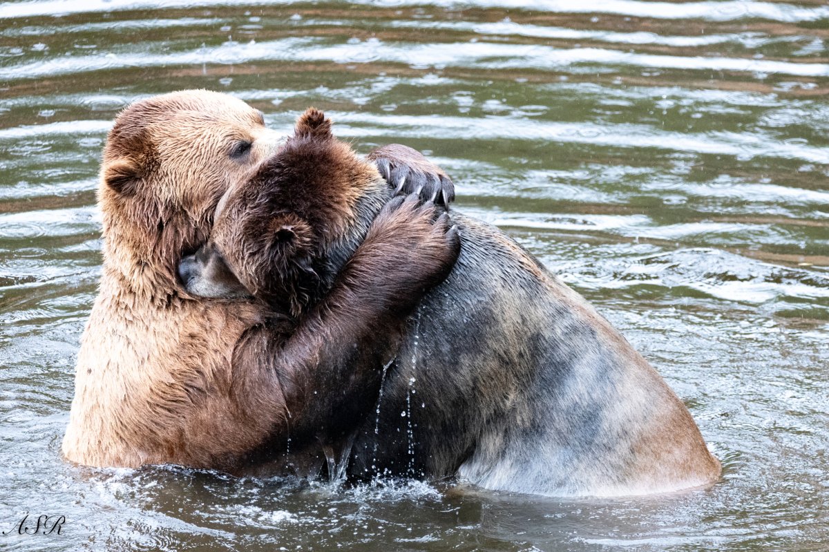 Two bears wrestling, or hugging, while waist-deep in water.