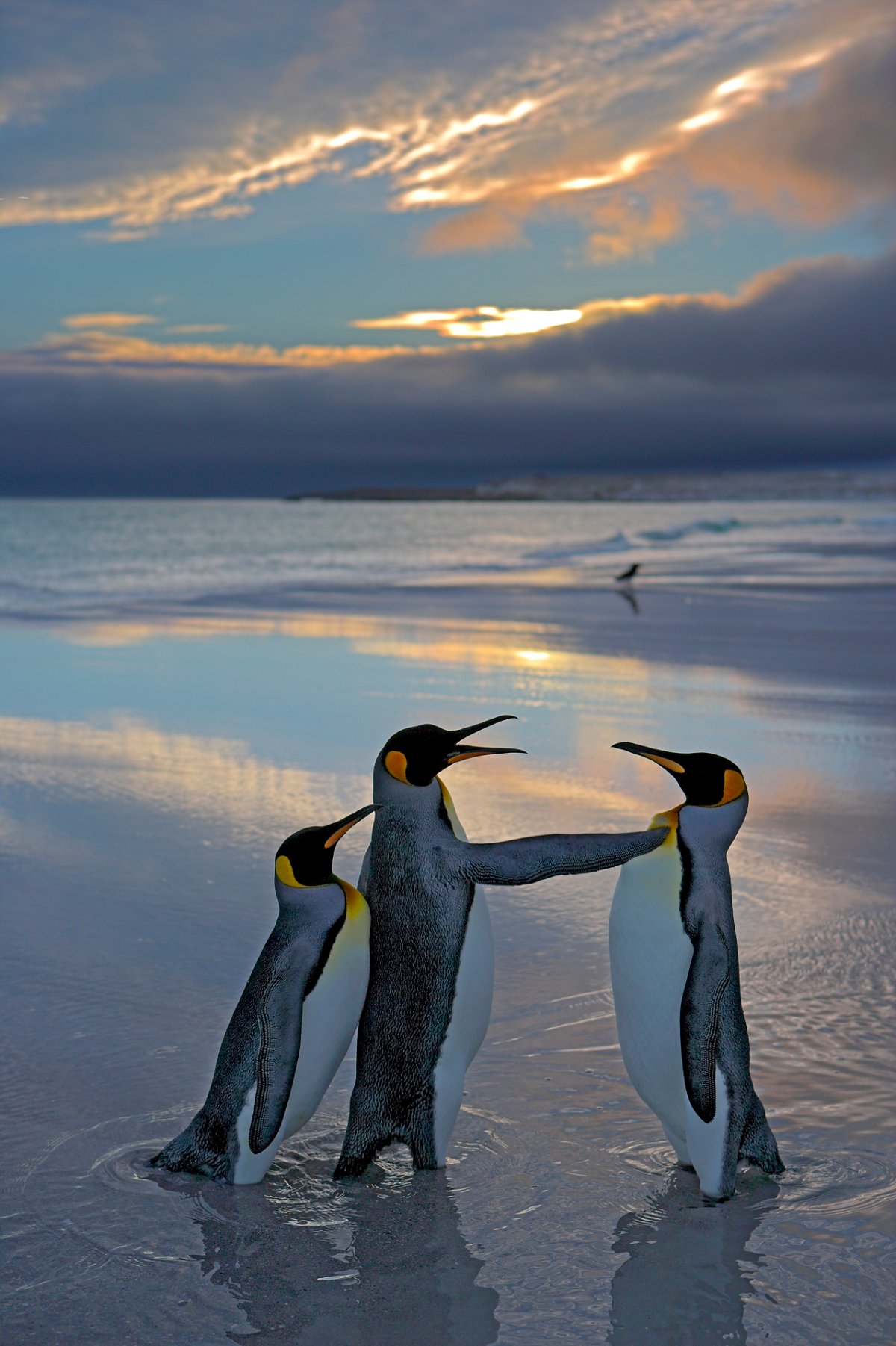 Three king penguins appear to be in the midst of a verbal altercation.