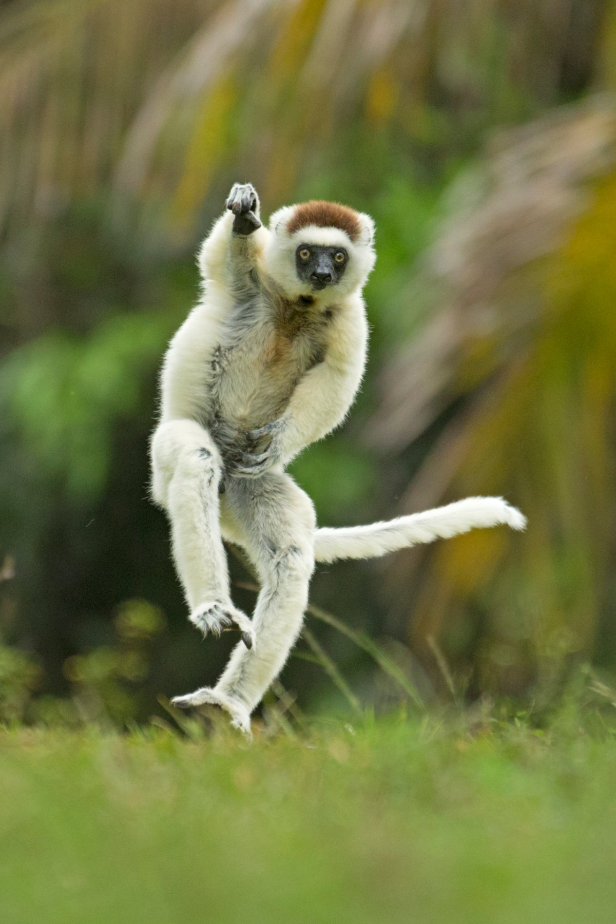 A lemur mid-leap, looking like it's about to bowl a cricket ball.