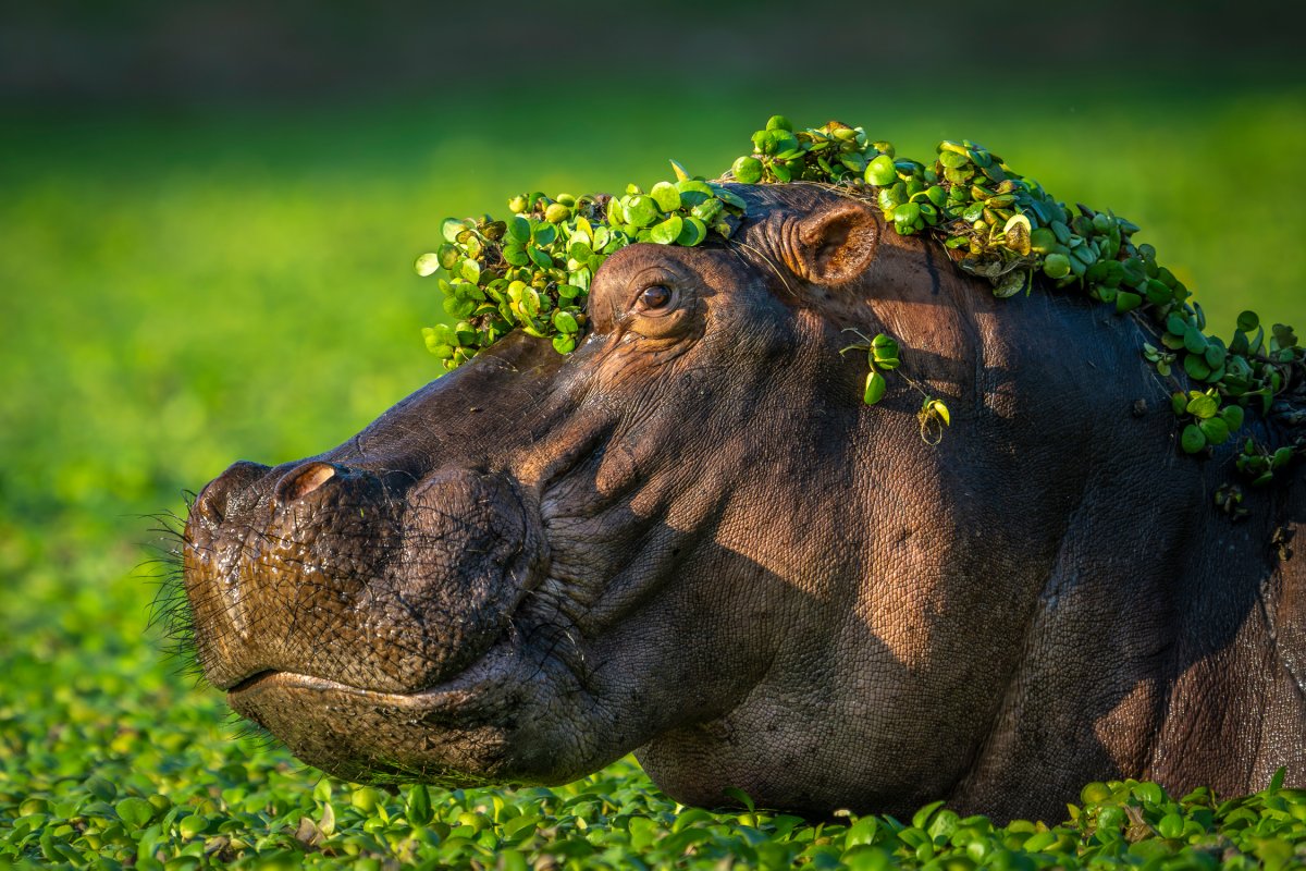 A hippo wearing a crown of water plants.