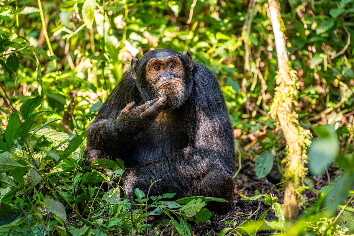 A chimp holds its hand to its chin, like Rodin's 'The Thinker' sculpture.