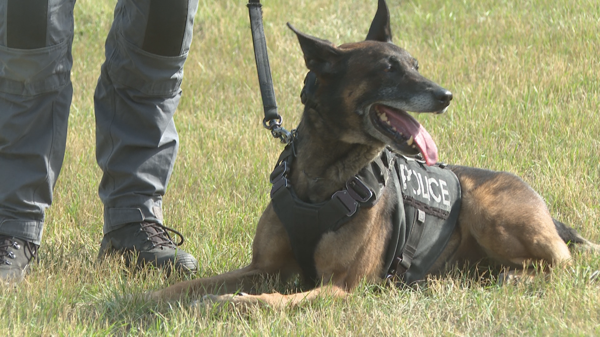 Lethbridge Police Service celebrates 2 retiring police dogs