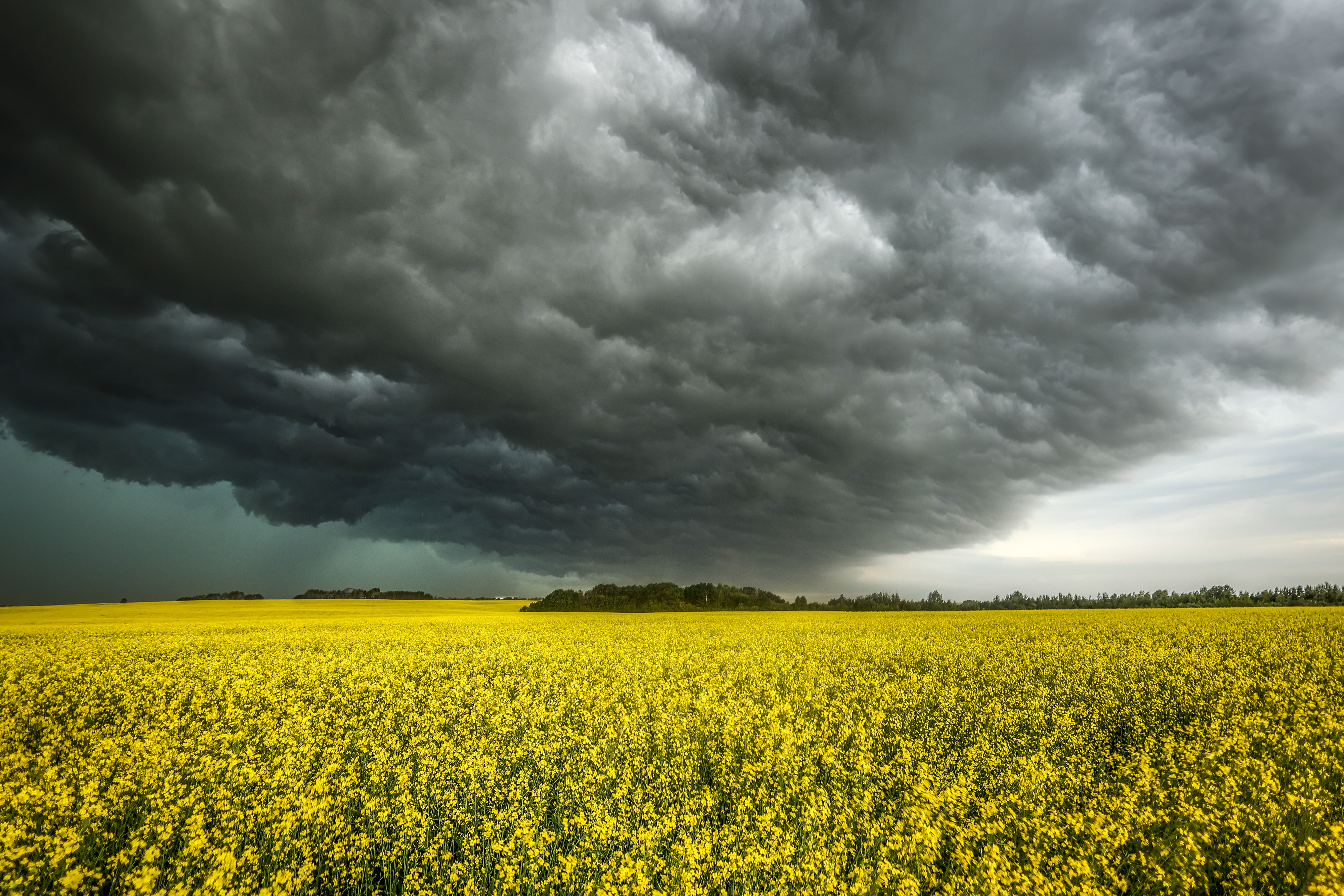 Canola farmers say China retaliatory probe ‘one more thing’ to worry about