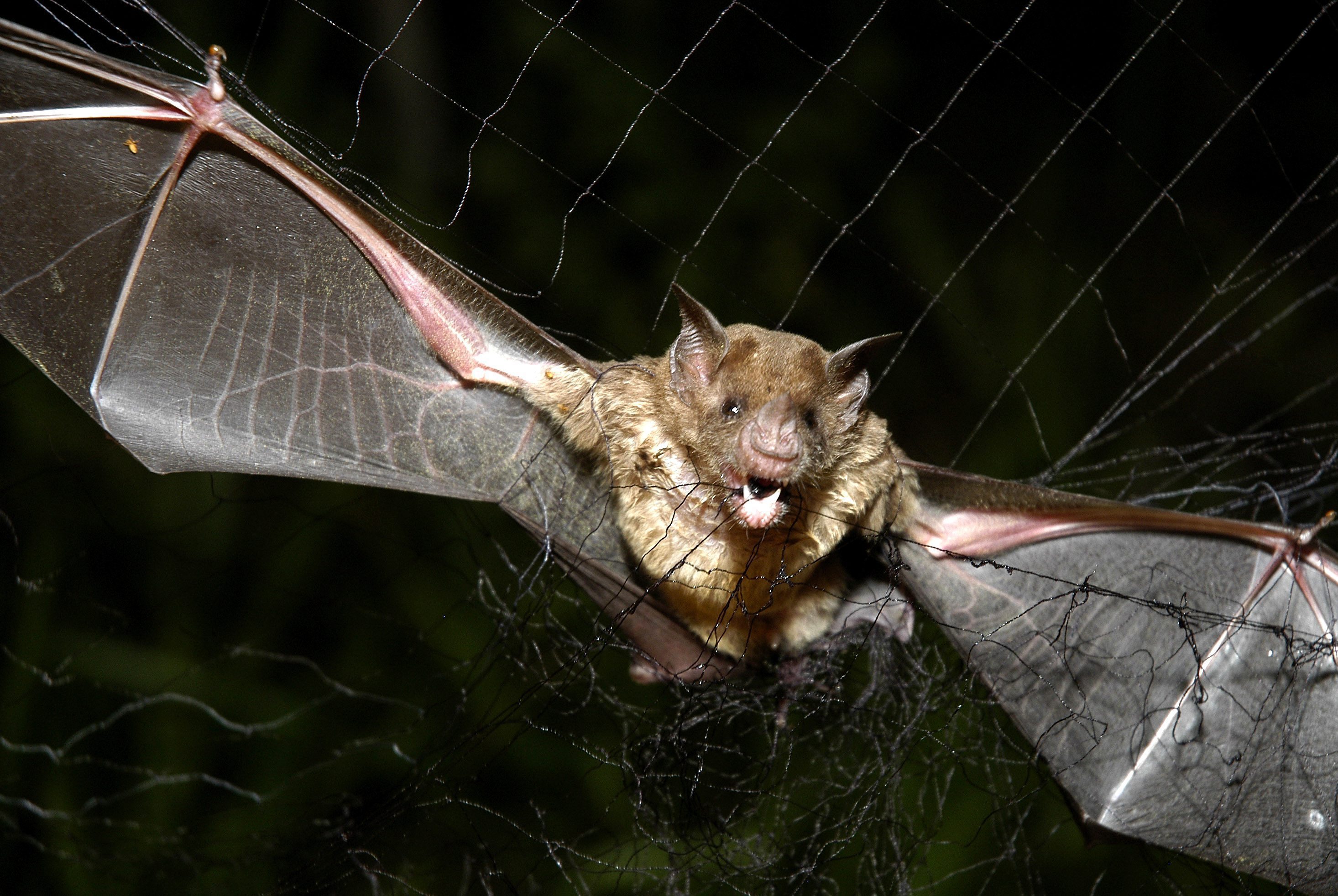 First human rabies case reported in Ontario after almost 60 years