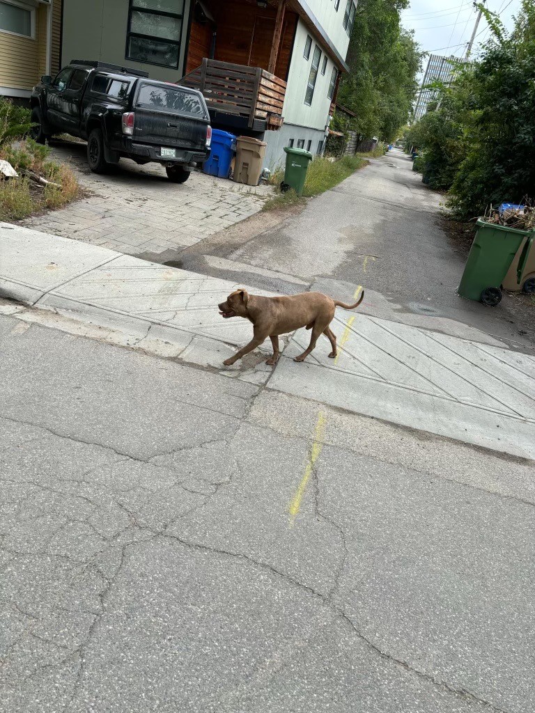 ‘Violent dogs’ attacking Regina’s Cathedral neighbourhood