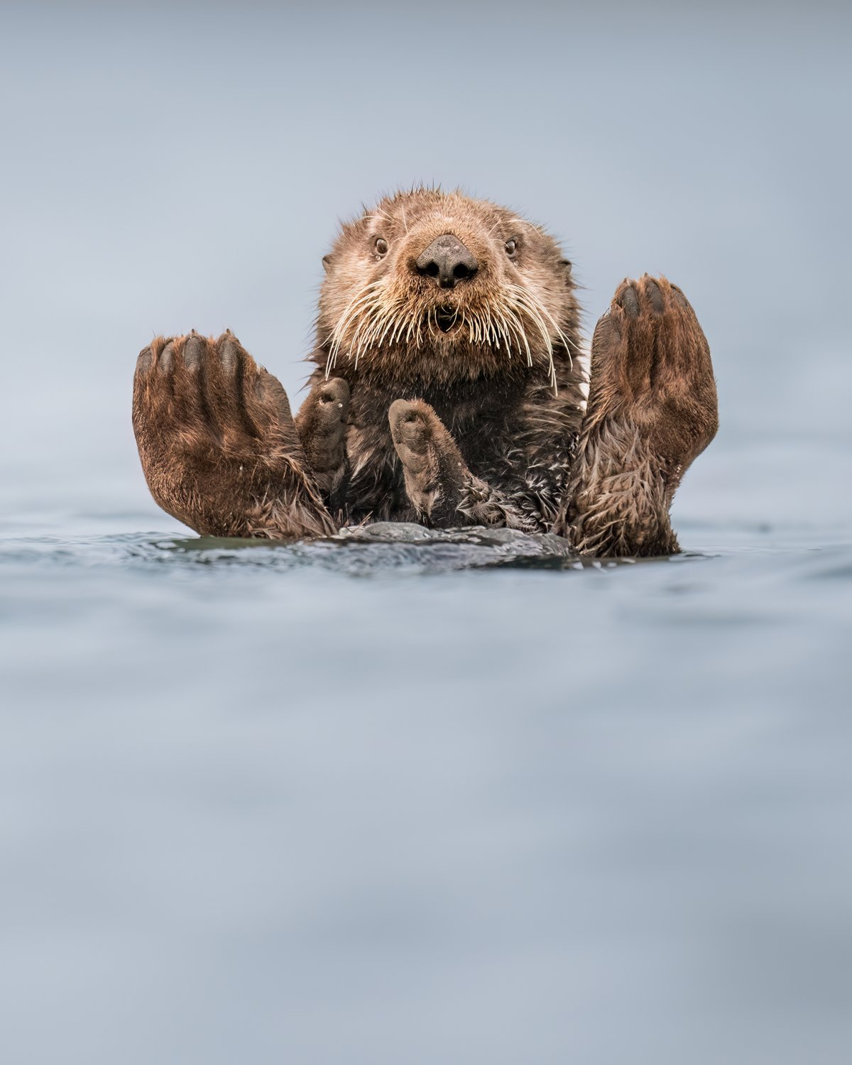 A sea otter with its lips pursed looking down the camera with its flippers spread.