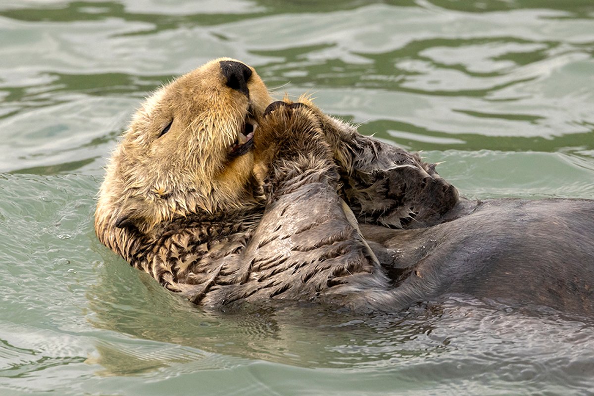 A sea otter holds its hands together as if in prayer