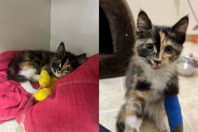 Cola the kitten faces a long road to recovery after she was found by the side of the road.