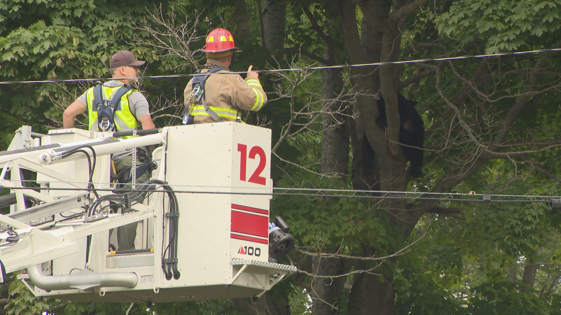 Black bear in tree tranquilized at Dartmouth park, lands on air cushion - image