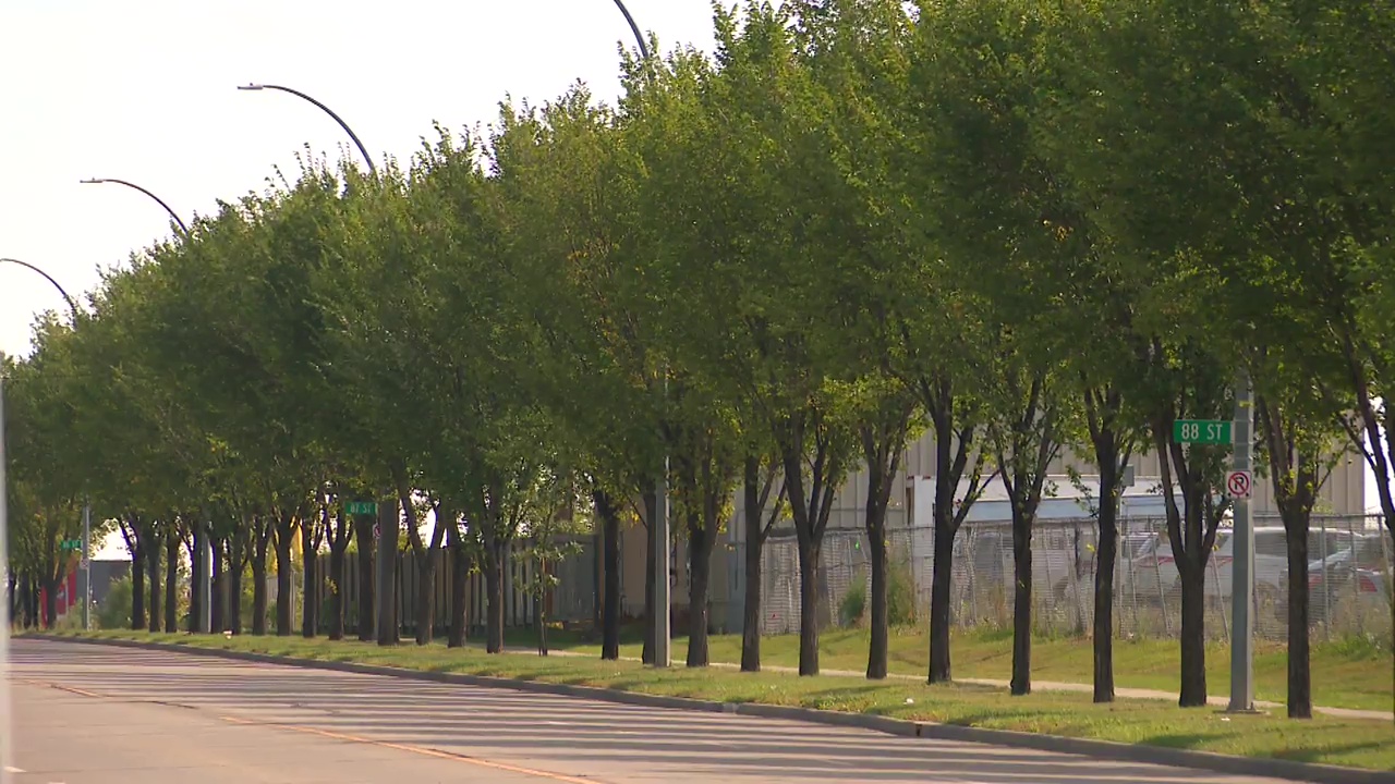 Едмънтън идентифицира първите си случаи на болестта на холандския бряст Към