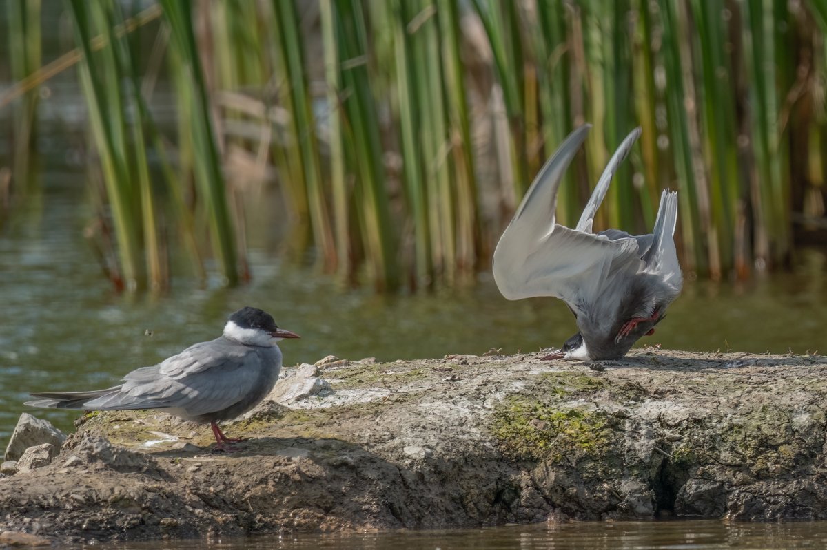 A whiskered tern crash lands heads first into a rock.