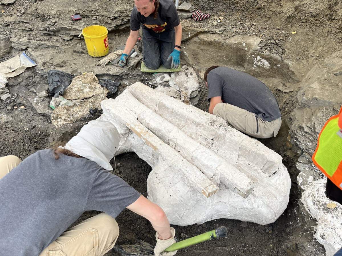 Paleontologists prepare a large dinosaur skull for excavation in northern Alberta on Wednesday, Sept. 25, 2024. The thick and more-than-a-metre-long skull of a herbivorous dinosaur that roamed northern Alberta about 17 million years ago and is known for big, bony bumps on its face was to be removed from a dense bone bed on Wednesday.