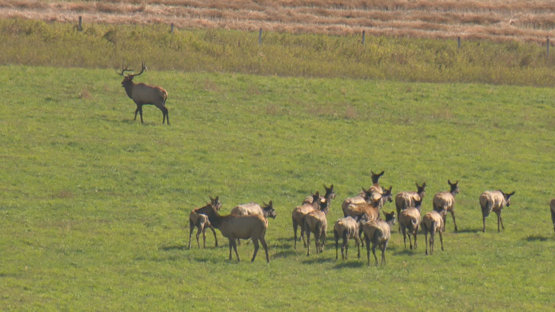 Parks Canada urges caution during elk rutting season