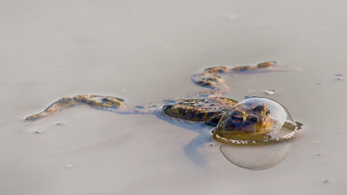 A frog sticks its head out of water precisely in the middle of a large bubble.