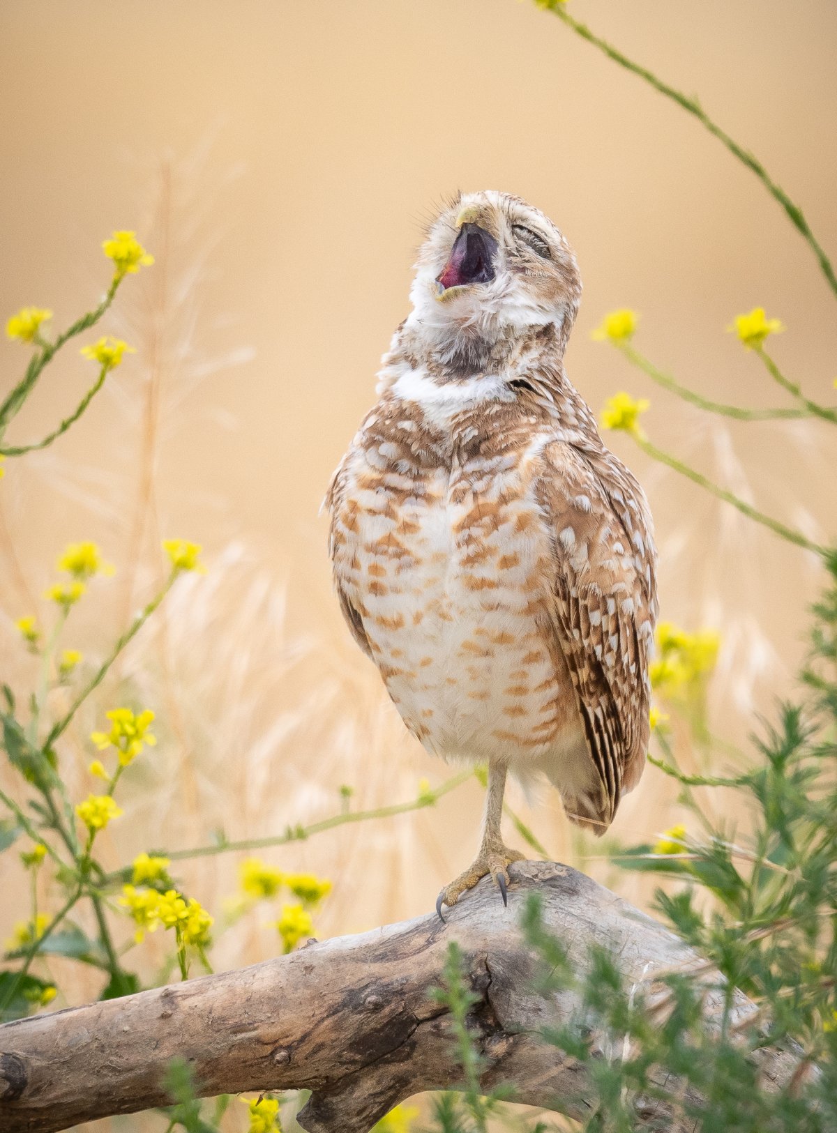 A burrowing owl with its beak wide open, as if singing opera.