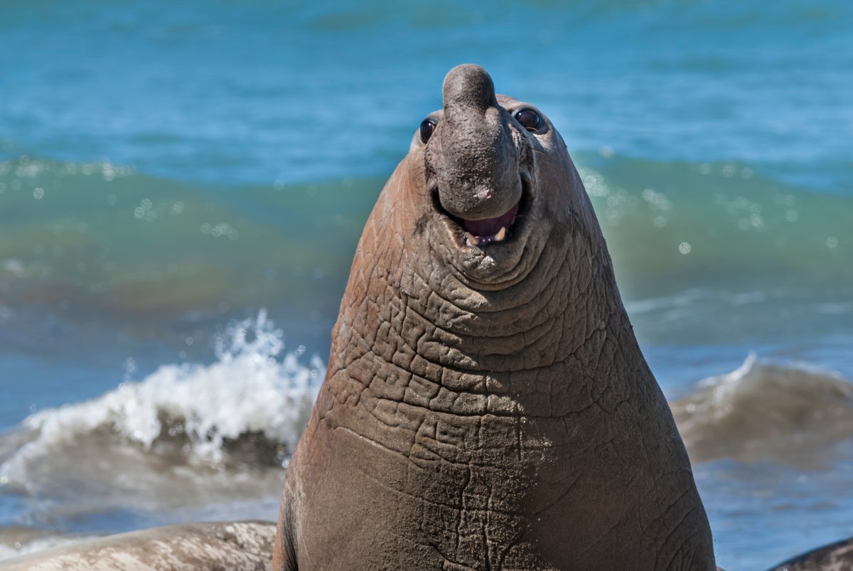 An elephant seal gives a toothy, goofy grin.