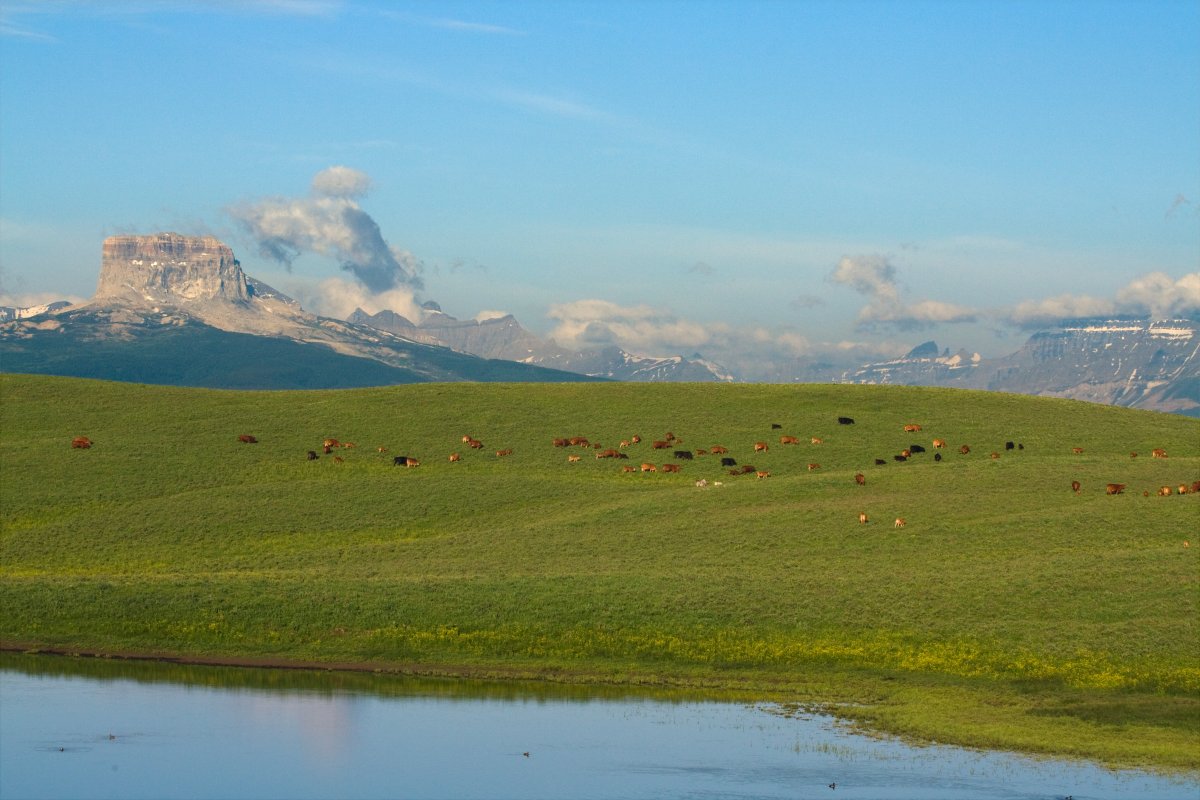 Cows and calves grazing on a green foothill pasture with the Rockies in the background.