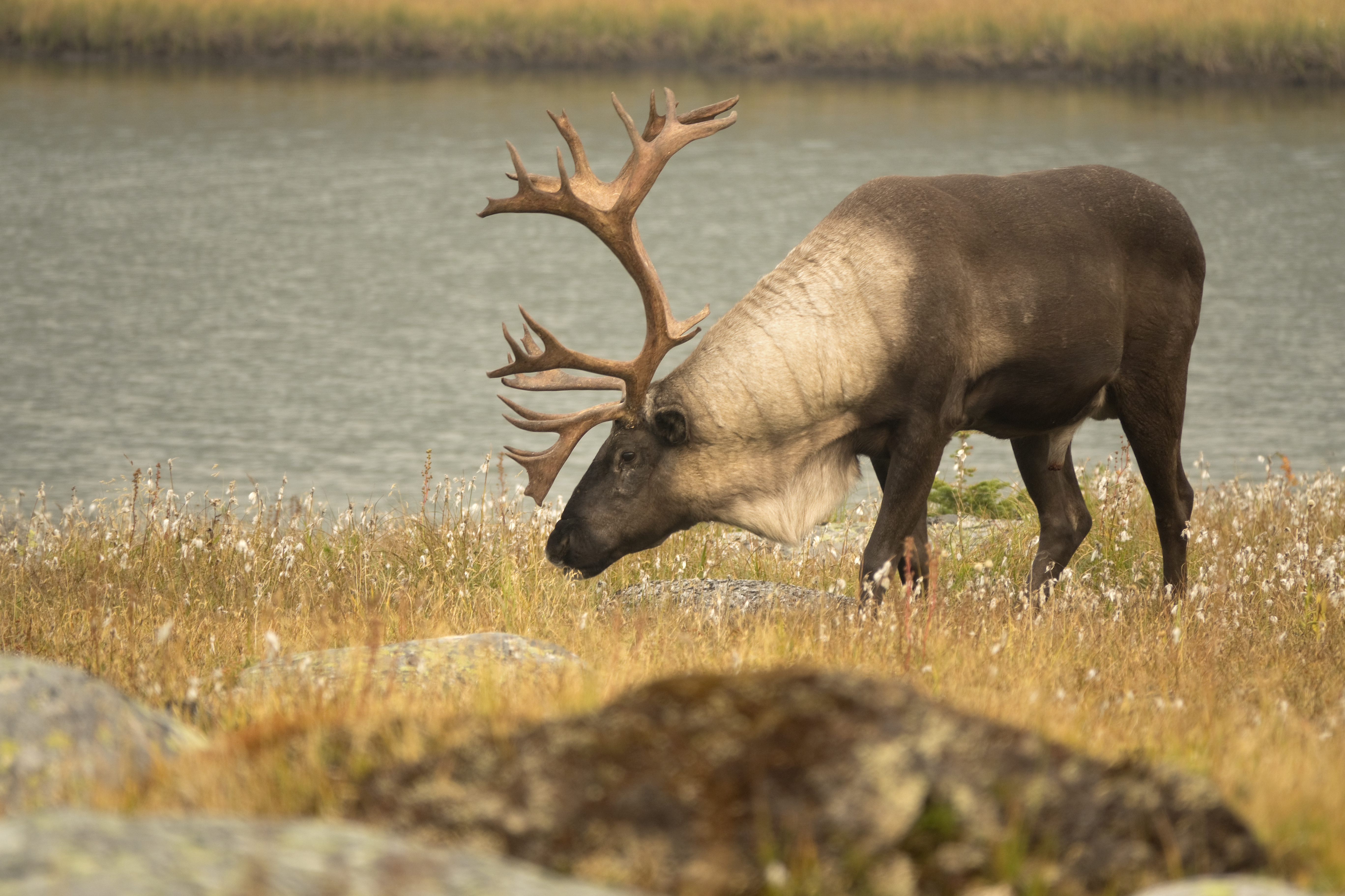 Jasper’s caribou breeding program slowly recovers after wildfire