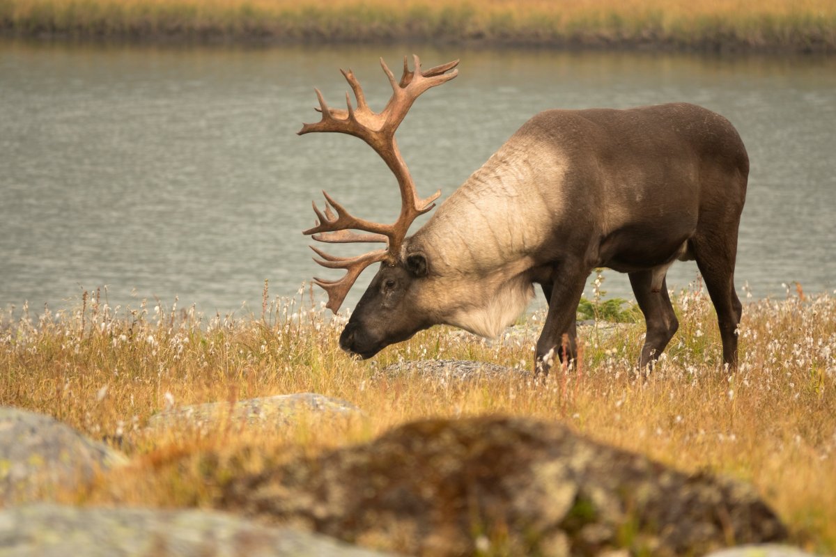 A male bull mountain caribou with large antlers grazes in the Tonquin Valley in Jasper National Park.