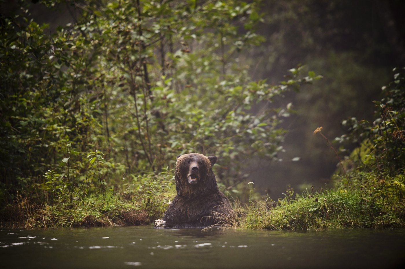 Recent grizzly bear attack in Alberta linked to fatal incident 3 years ago