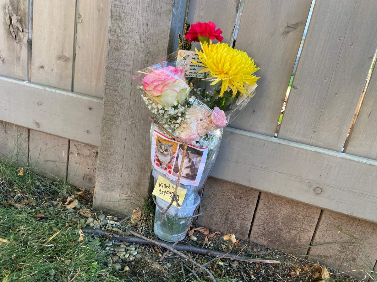 Call to remove coyotes from Edmonton neighbourhood because of safety concerns - image