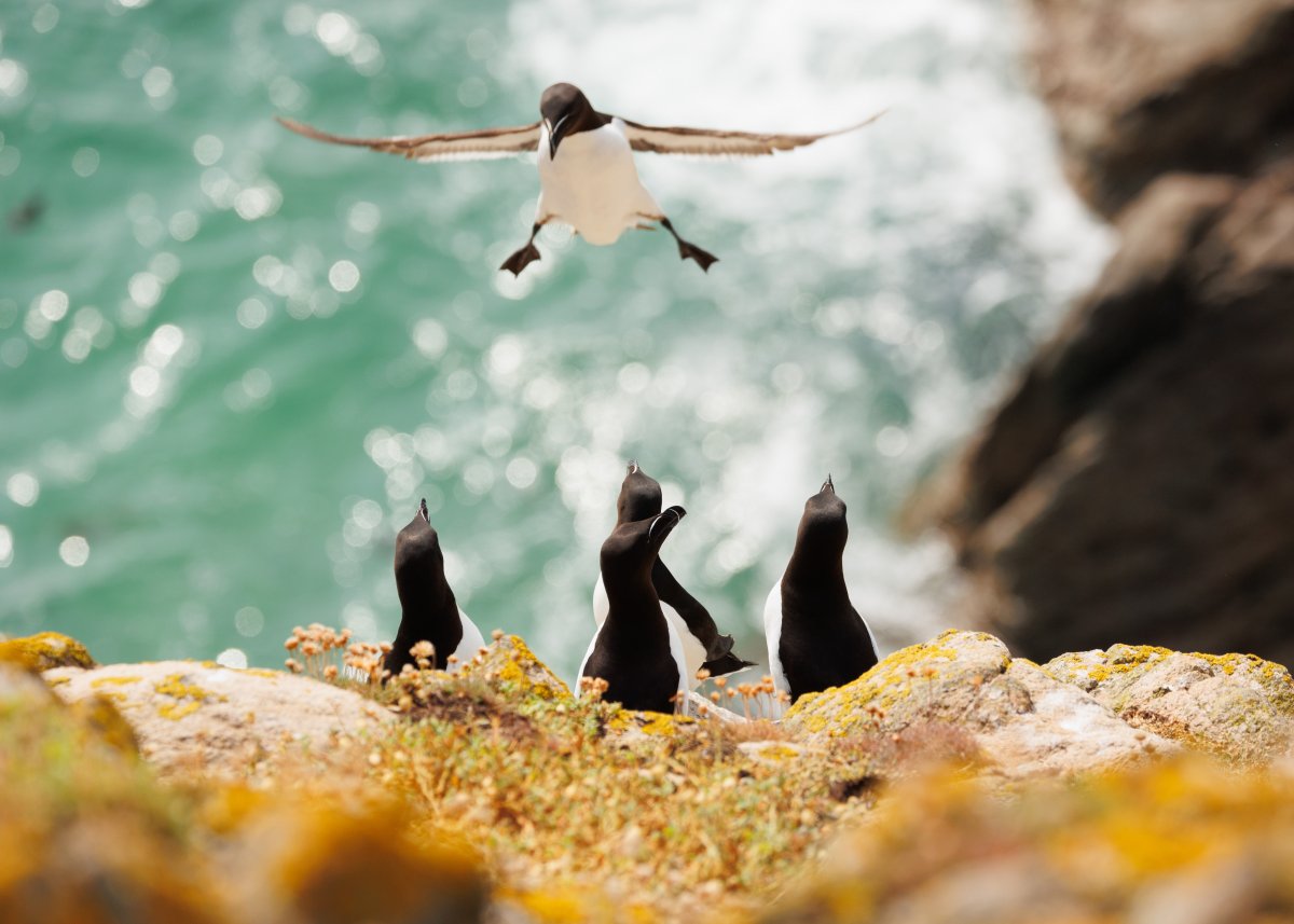 A razorbill bird attempts to land on a rock already occupied by three other birds.