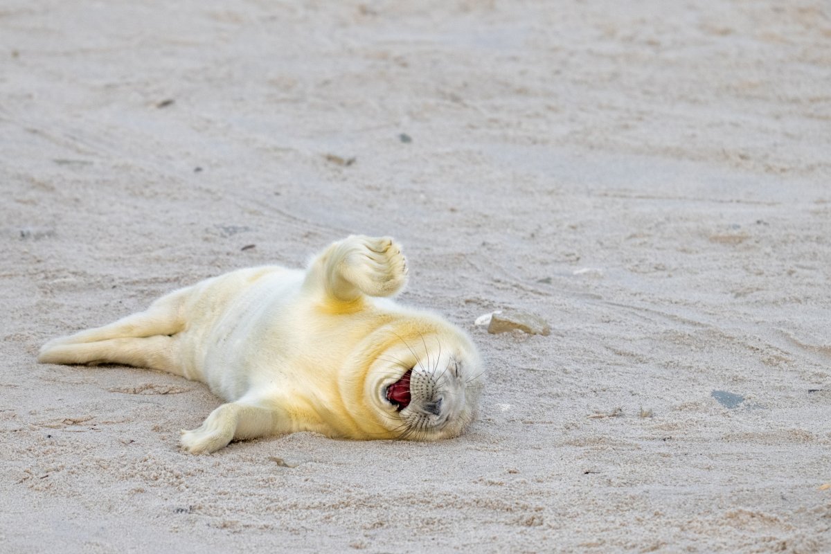 A baby seal rolls on its back with its eyes shut, appearing to be rolling on the floor with laughter.