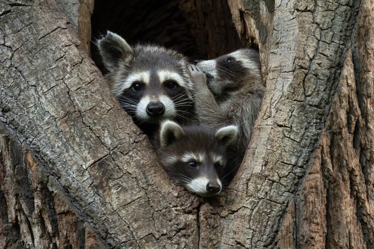 A baby raccoon in a tree hollow appears to whisper in its mother's ear.