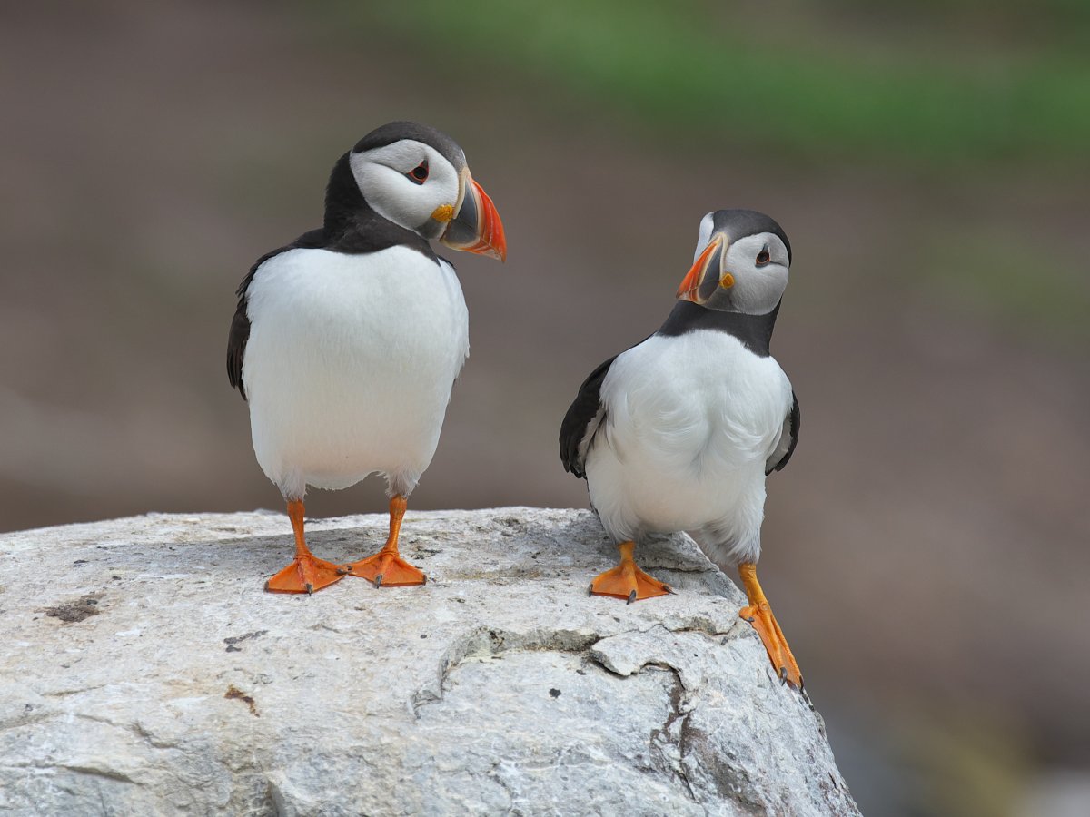 One puffin looks at its companion, who's sliding its foot off the rock both are standing on.