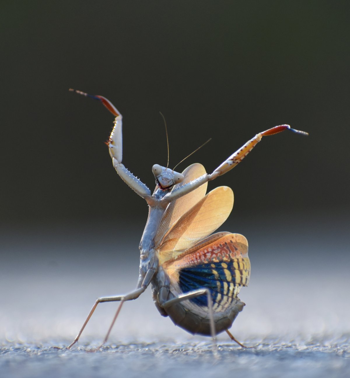 A Mediterranean mantis throws it front arms in the air, appearing to dance flamenco.