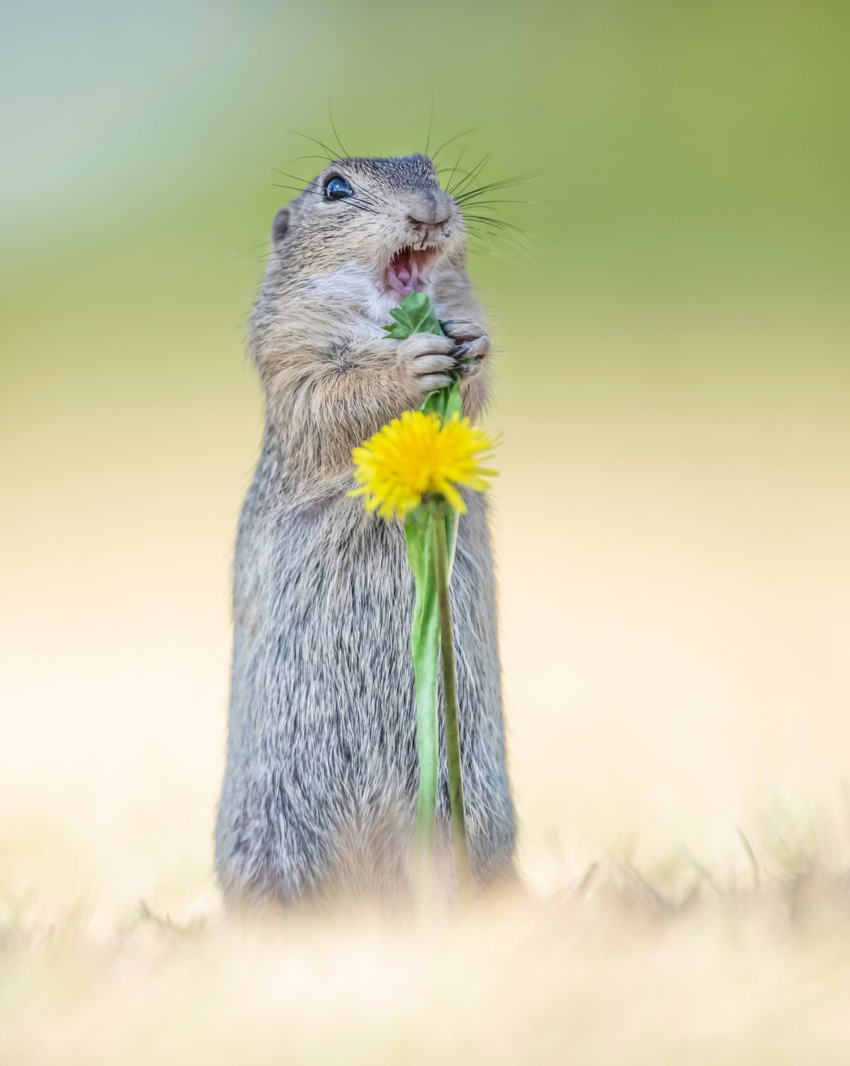 A ground squirrel holding a dandelion appears to scream.