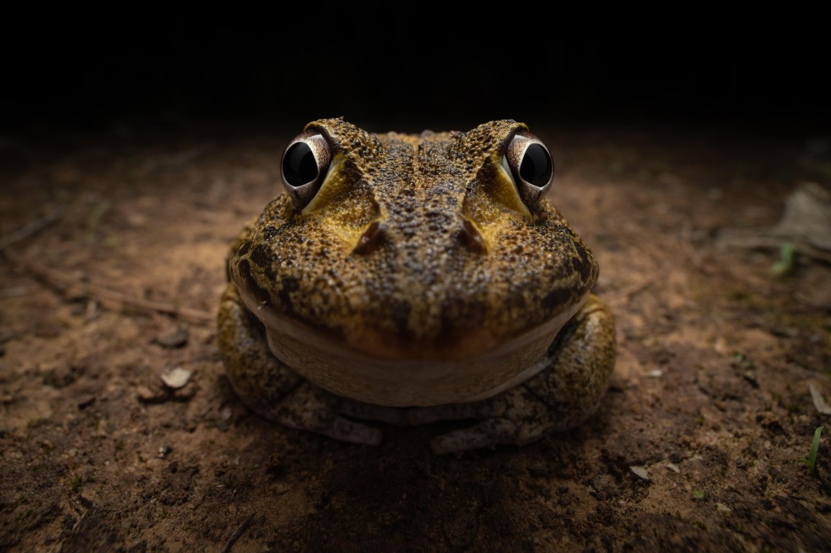 A New Holland frog smiles shyly with its eyes bulging.