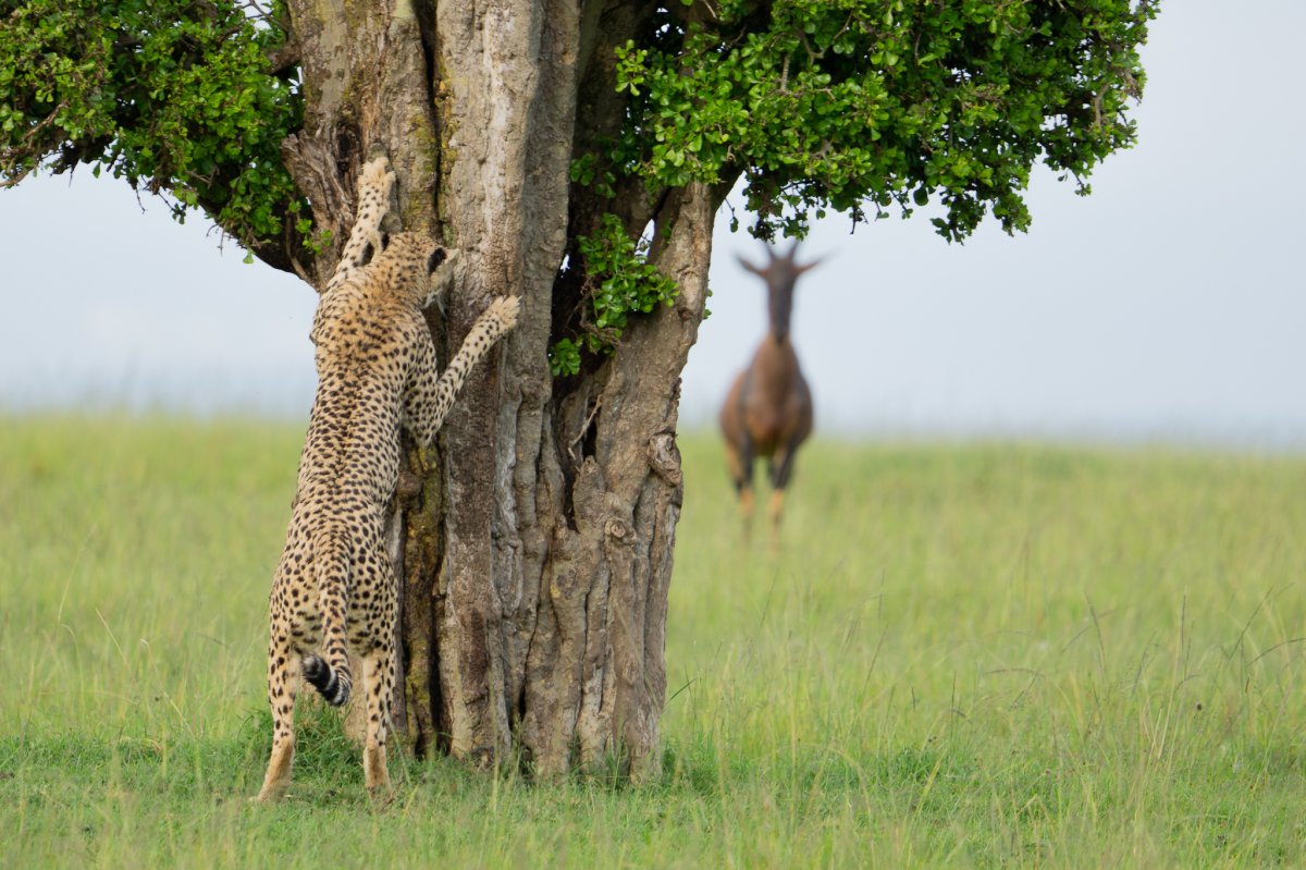 A cheetah stands on its hind legs behind a tree, out of sight of an unsuspecting topi antelope.