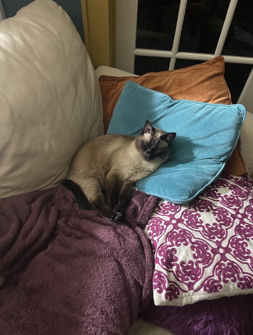 Stefani Kleppe’s cat Little.