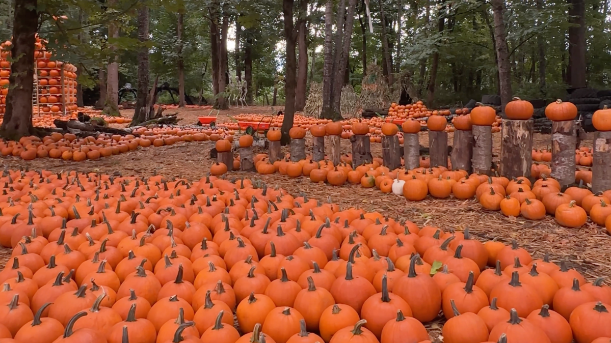 Local Escapes: Finding the Fall beauty in the Fraser Valley - image