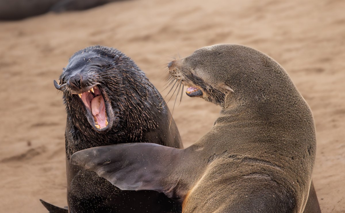 Two cape fur seals appear to be laughing raucously.