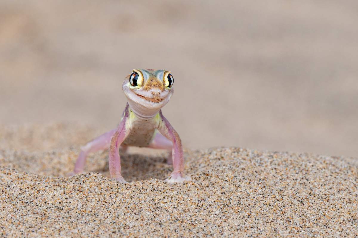 A gecko standing on sand poses for the camera with a smile