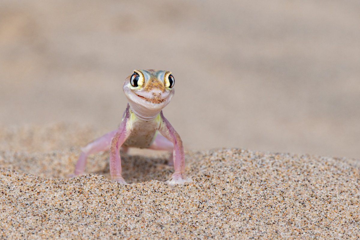 A gecko standing on sand poses for the camera with a smile