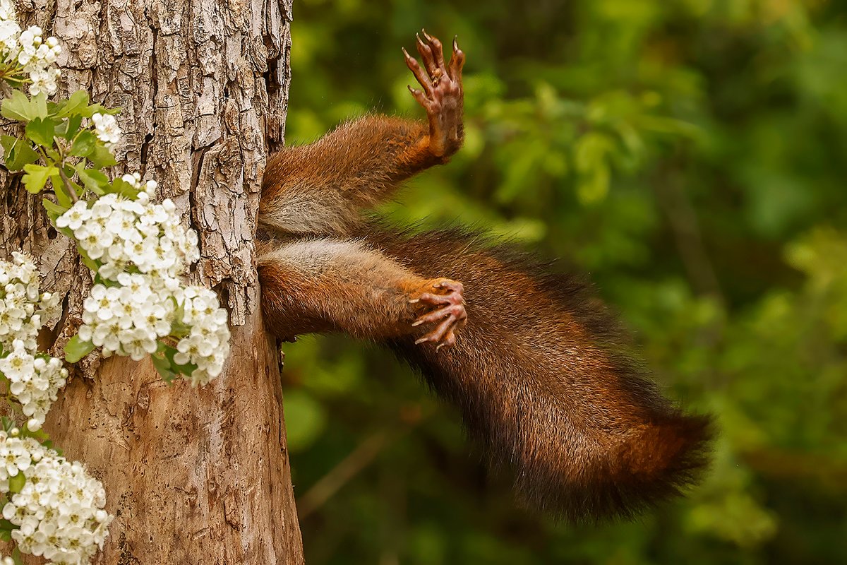 A squirrel legs peek out of a tree hollow.