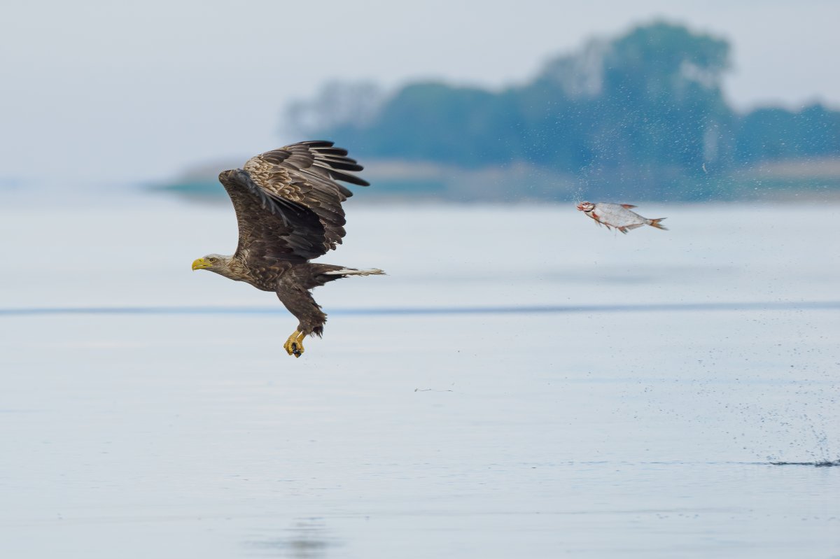 A fish slips out of the grip of a flying eagle, giving the appearance that the fish is chasing the eagle in mid-air.