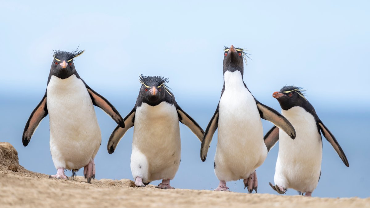 Four southern rockhopper penguins walk menacingly towards the camera.