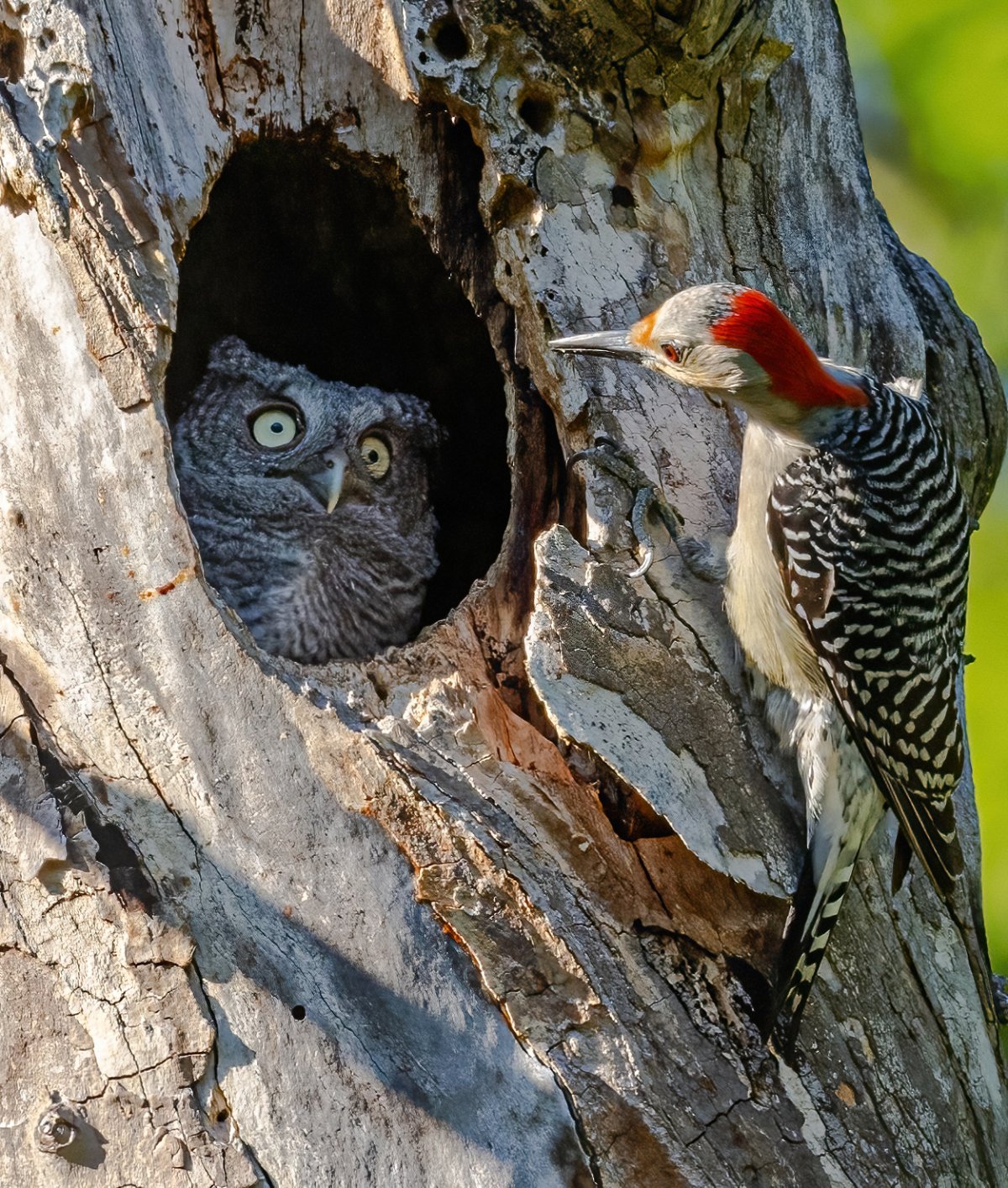 A screech owlet looks out of a tree hollow with its eyes wide in apparent shock at the woodpecker perched outside on the tree trunk.