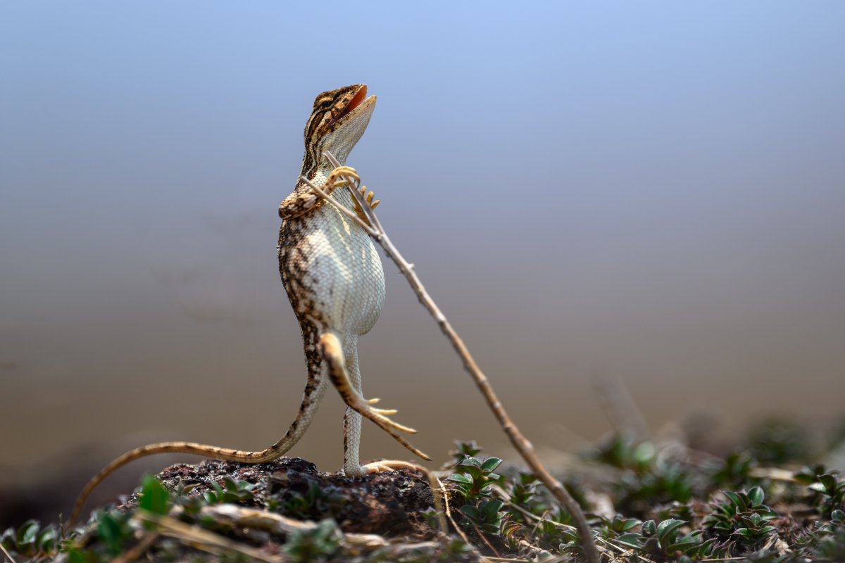 A fan throated lizard stands up right and appears to use a small stick as a microphone stand.