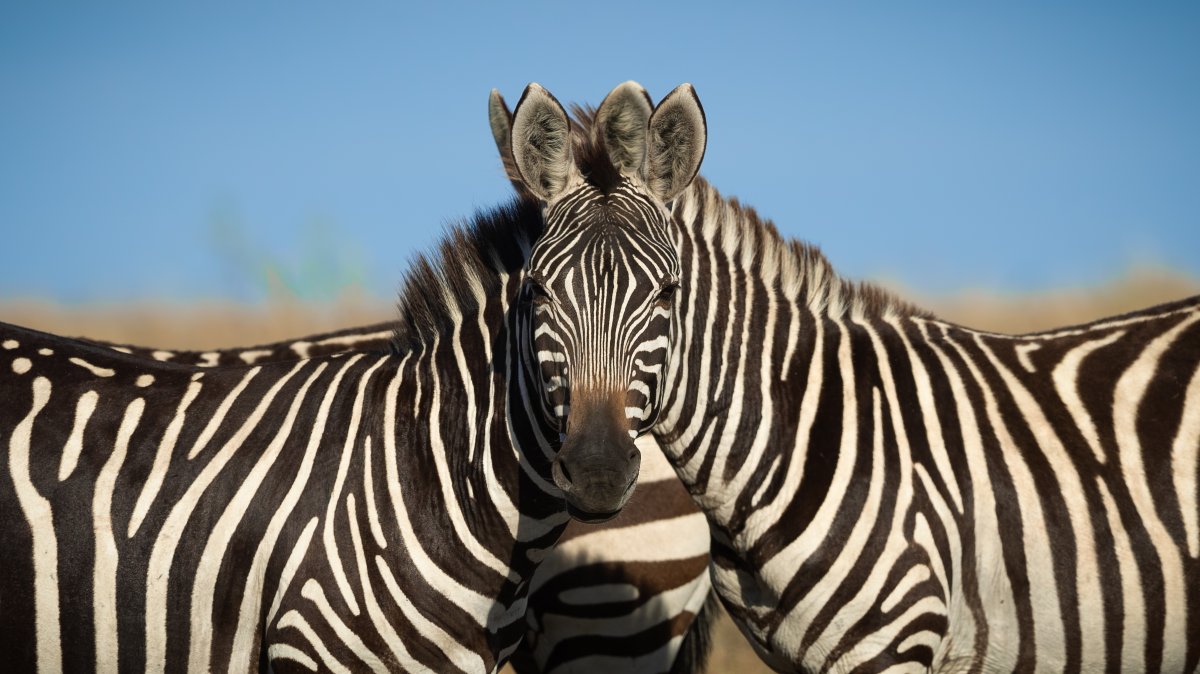 Two zebras create an optical illusion, as two necks appear lead into a singular face.