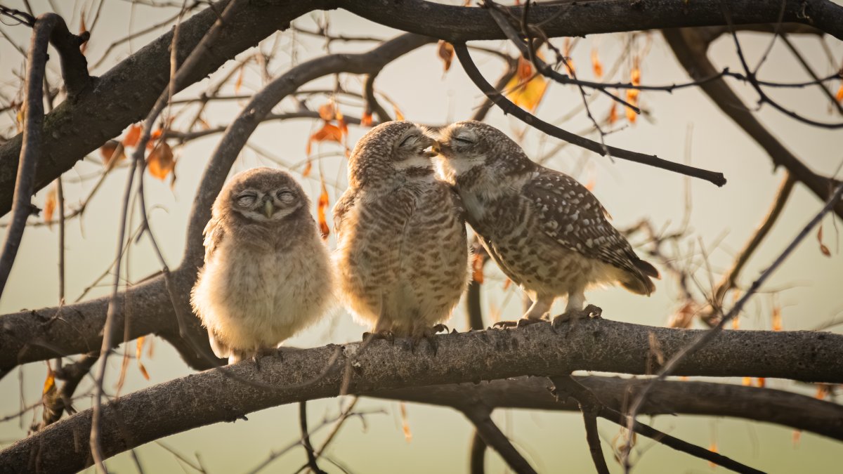 Two spotted owlets appear to share a kiss while a third owlet perched on the branch smiles.