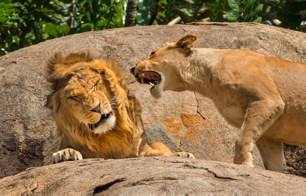 A lioness appears to yells in the ear of a lion, who grimaces.