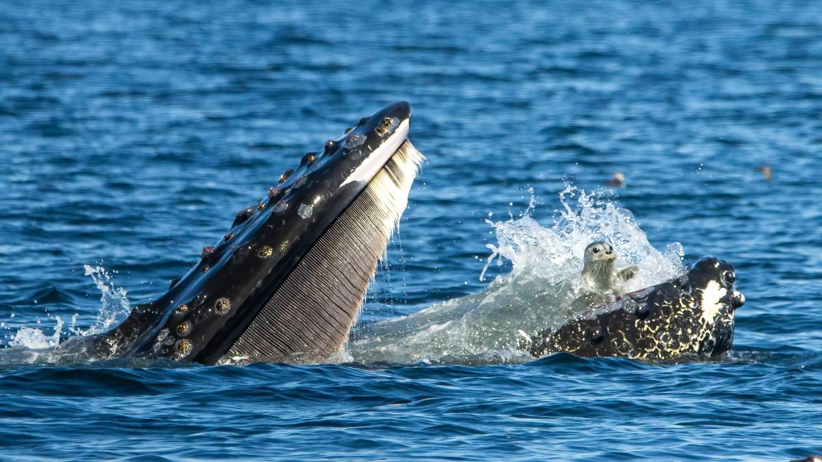A rare moment, captured on camera, of a seal in a humpback whale's mouth.