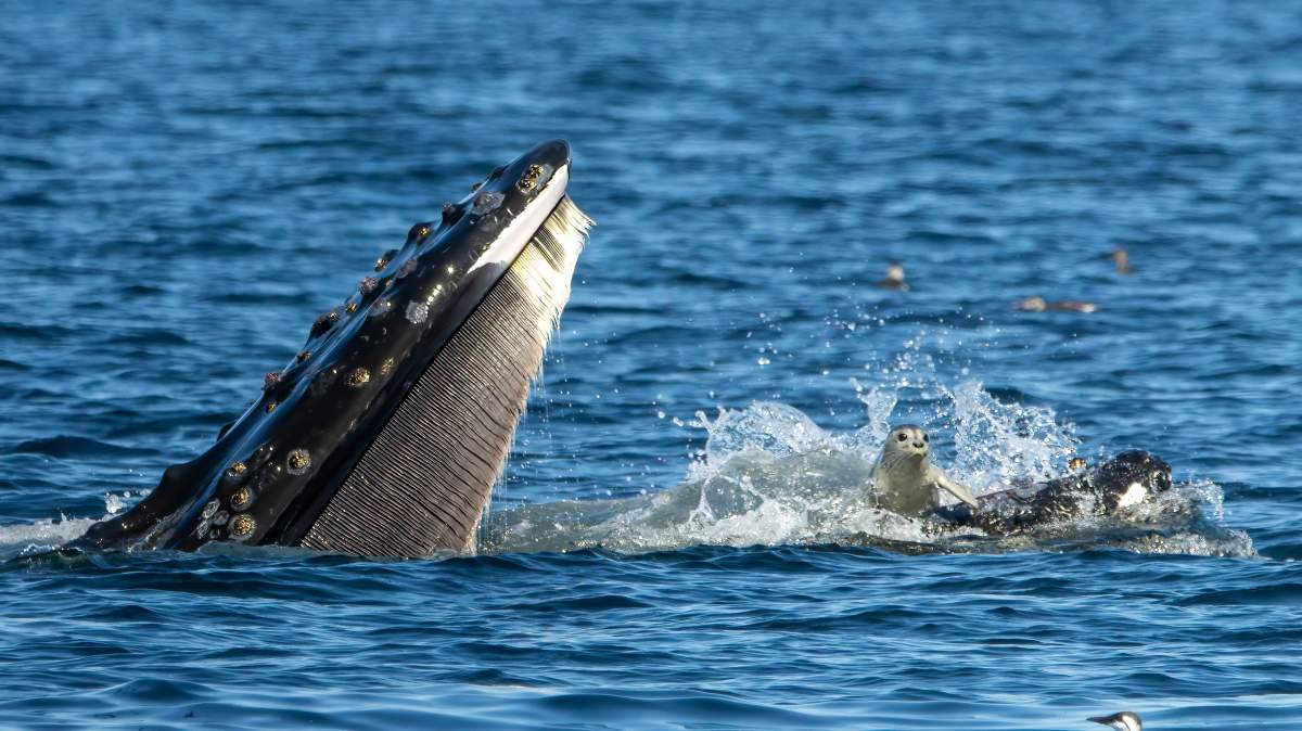 A rare moment, captured on camera, of a seal in a humpback whale's mouth.