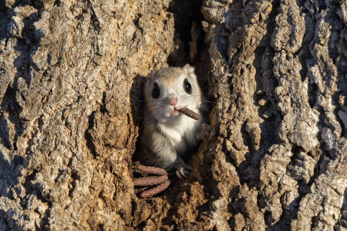 A flying squirrel holds a seed, that looks remarkably like a cigar, in its mouth.