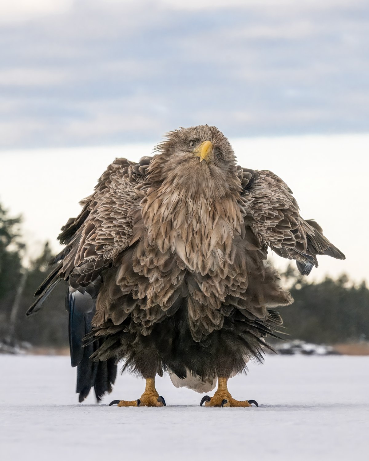 A white-tailed eagle ruffles its feathers